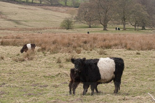 6 - Belted Galloway Cattle