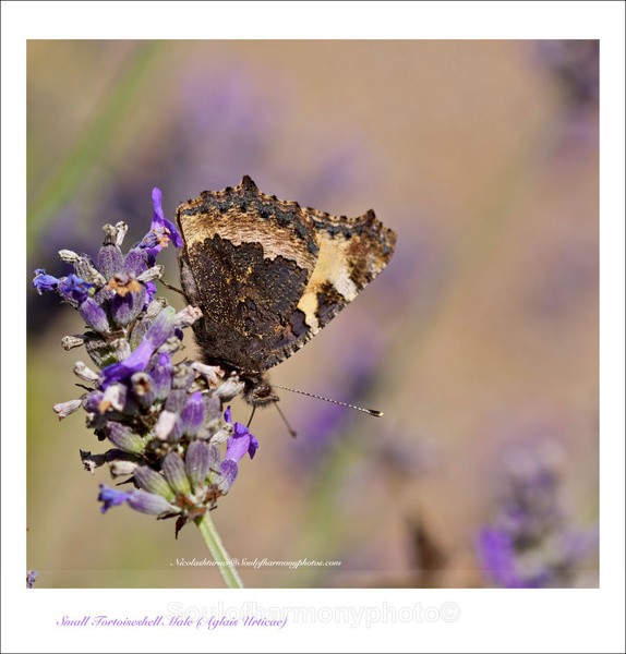 Tortoise Shell - Invertebrate's Macro