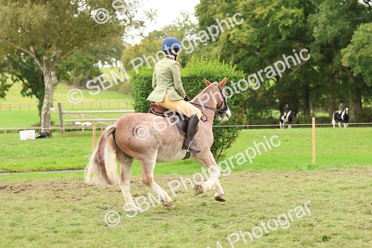 SBM_67529 - S60 - Mini Show Cob Ridden