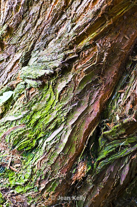 Tree - 4387 - Trees