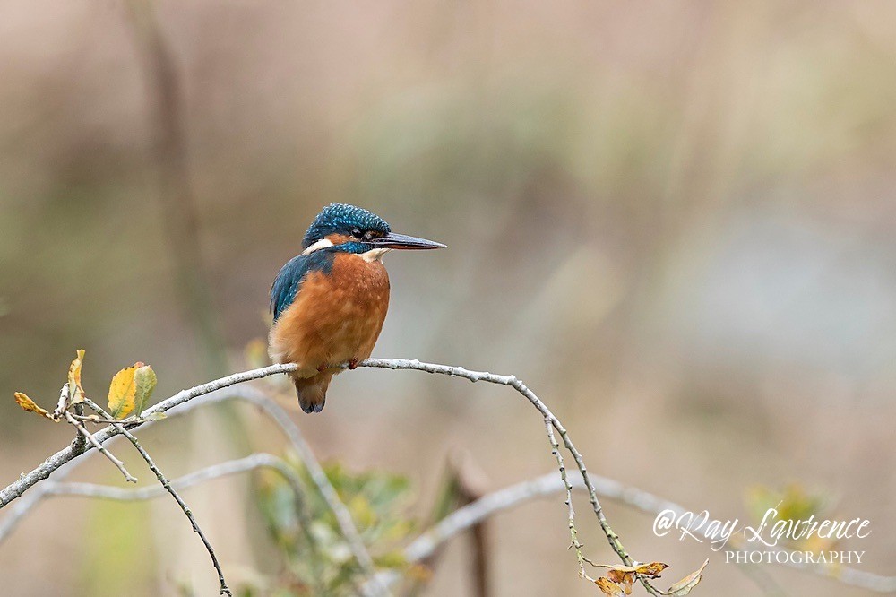 Kingfisher Alcedo Atthis064 - Kingfishers
