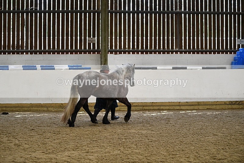 WJ5_5677 - Morning in hand Championship