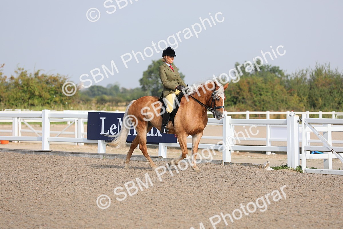SBM_11323 - Class 305 Ridden Foreign Breeds- Pure Bred