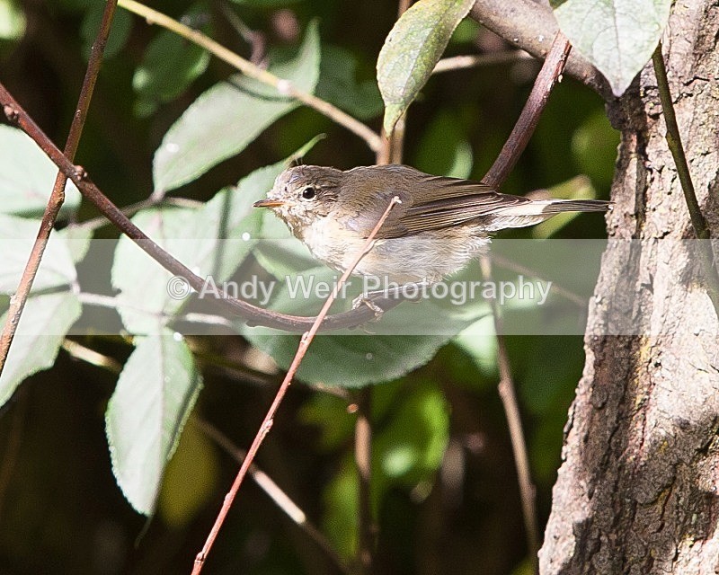 20110910-_MG_6381 - Warblers