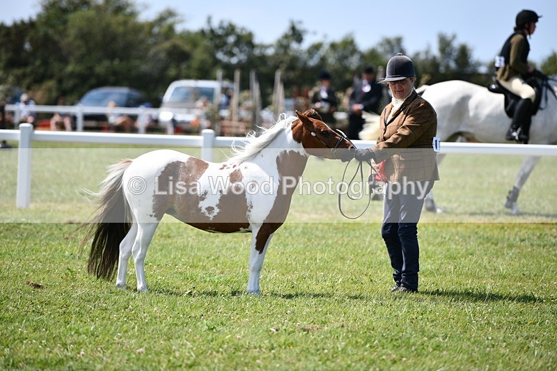 DSC_7931 - Coloured Horse In Hand Championship
