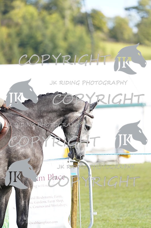 _DSC9299 - Class 8 & 17 Ridden Hunter & Ridden Hunter Pony