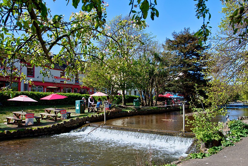 Springtime by the Brook at Dawlish 2 - Dawlish (mainly black swans)