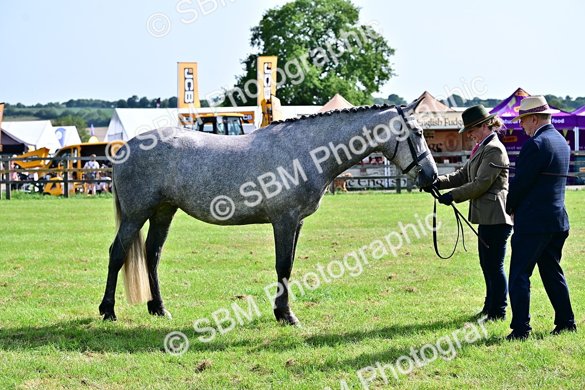 SBM_03322 - Class 50 - 54 Light Horse Breeding