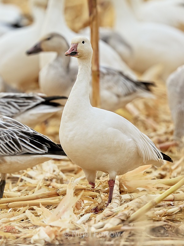Snow Goose (light morph adult), Bosque del Apache, New Mexico - Snow Goose