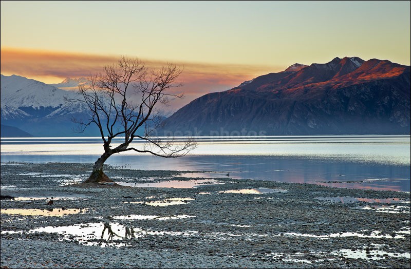 Wanaka Tree - Photographs of New Zealand