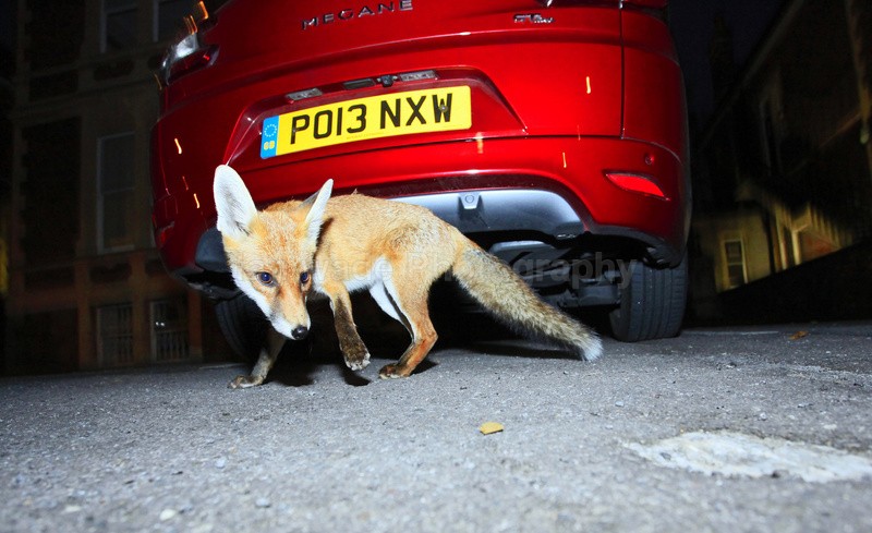 Urban Fox in Bristol street - Urban Foxes, Bristol, Great Britain