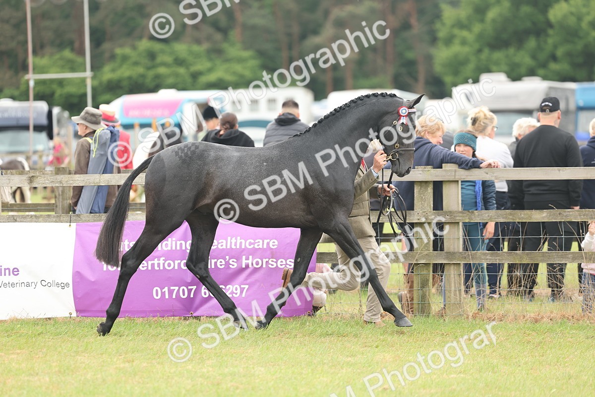 SBM_05468 - Class 68-73 - Riding Pony Breeding