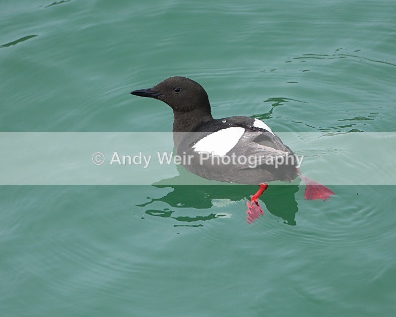 20110614-IMG_4654 - Guillemots