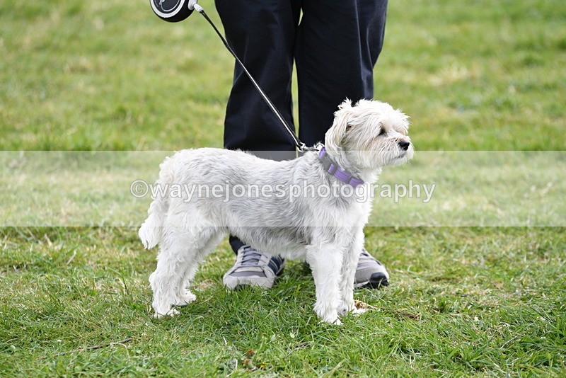 WJ5_0176 - Class 5 Best Veteran / 7 years & over