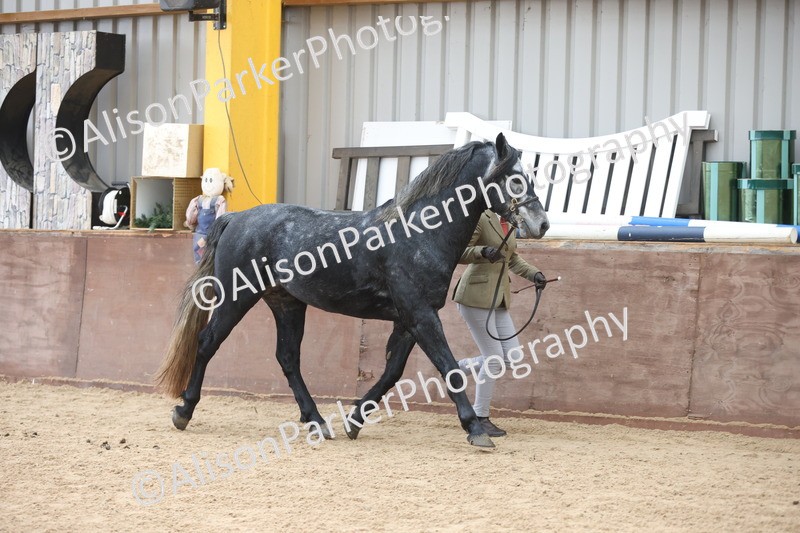 20251109-0998 - Class 27 - Stallions 4 Years and over