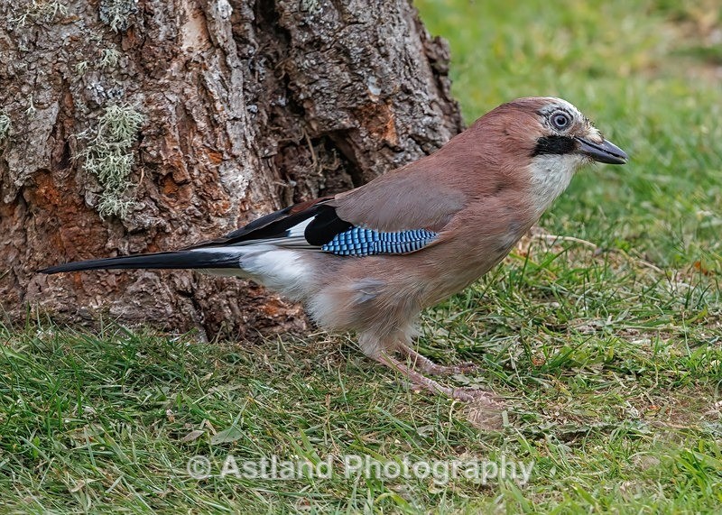 Jay - Latest Images