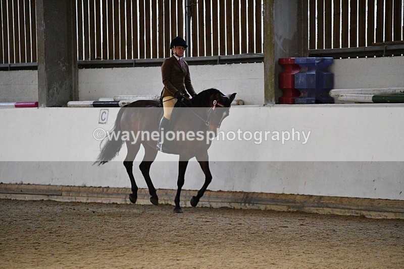 WJ5_8780 - Class 15 Ridden Show Horse