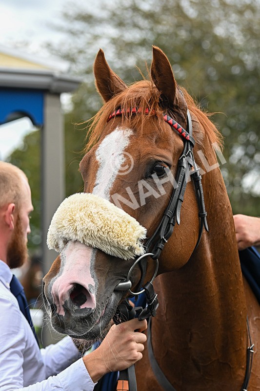 300825-Race 2-Shagraan-0832 - Race 2