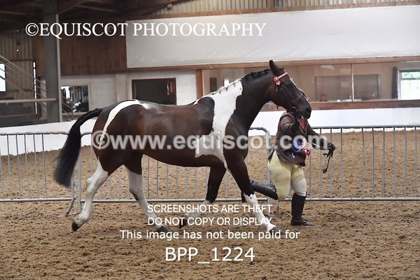 BPP_1224 - RING 2