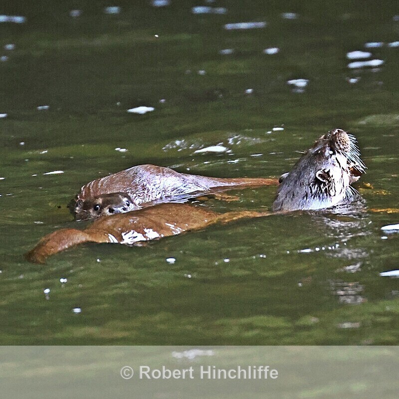 Otter - Cards 2