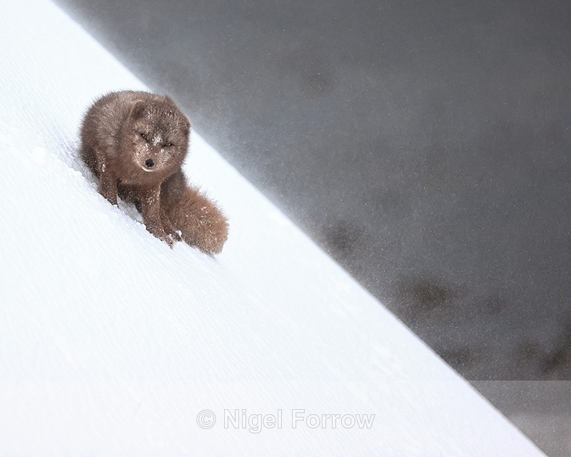 Arctic Fox crouched on slope, Hornstrandir, Iceland - Arctic Fox