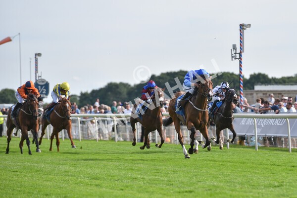 yr08072022r7-31 - Race 7 5.30pm Jigsaw Sports Branding Handicap
