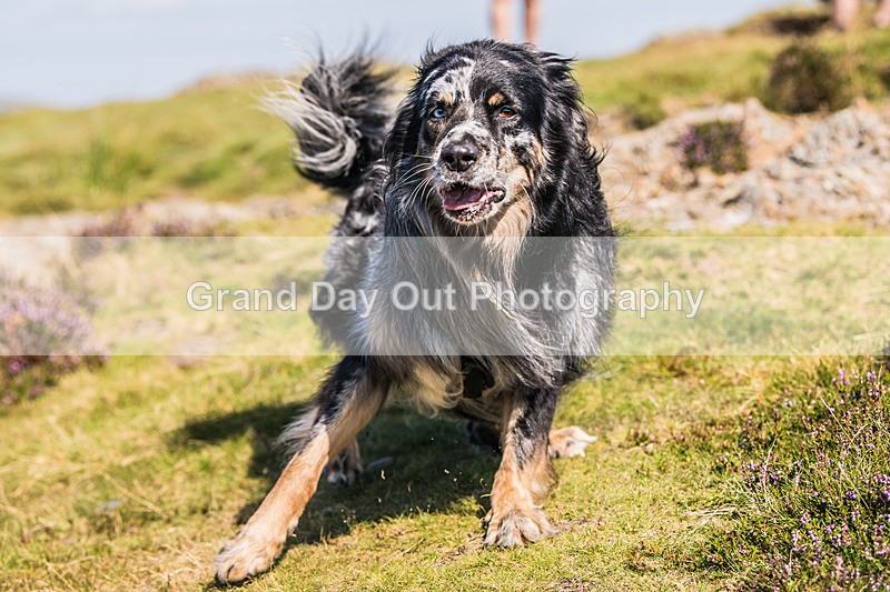Barrow -490 - Barrow Fell Race, Monday 25th August 2025