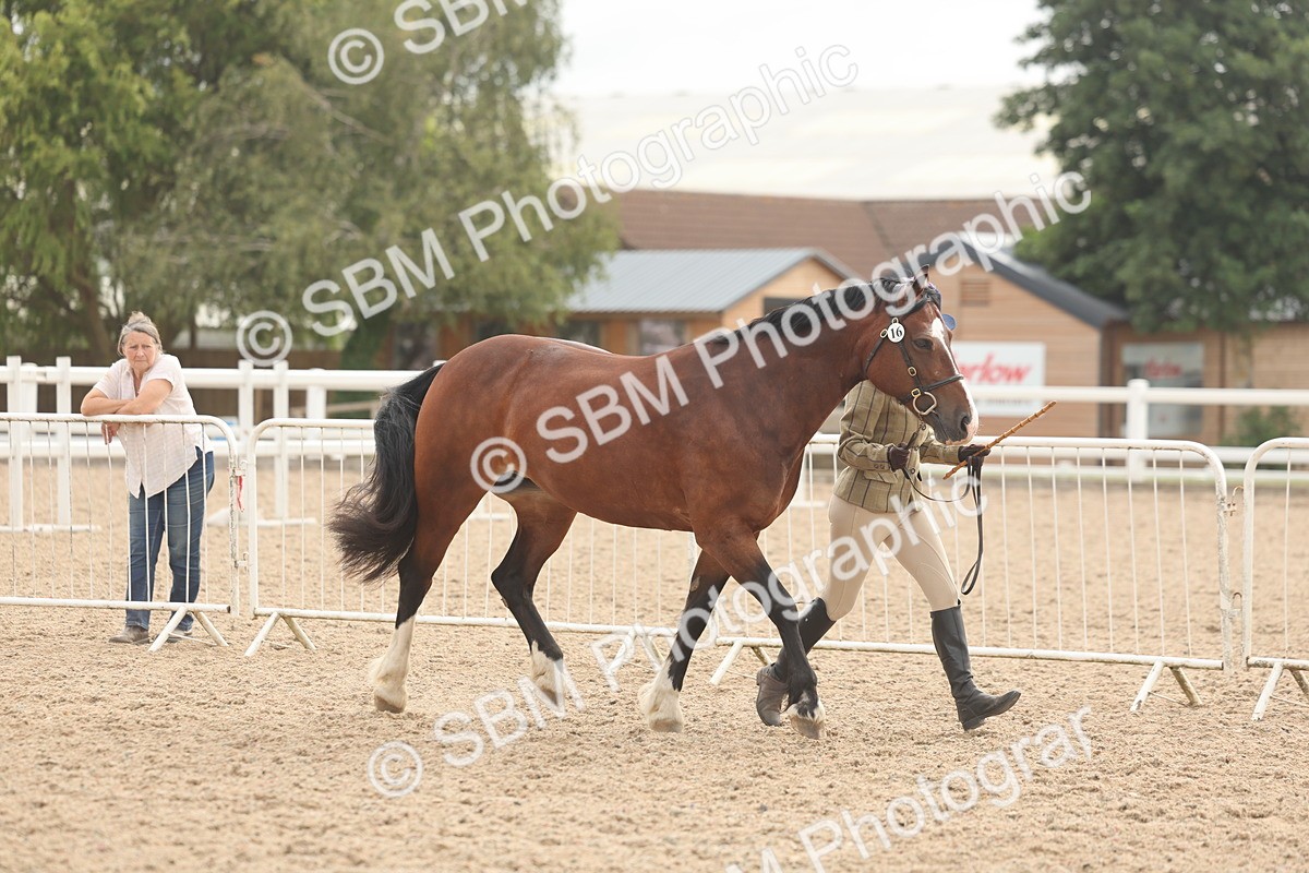 SBM_03214 - Class 16 - IH M&M Wildcard