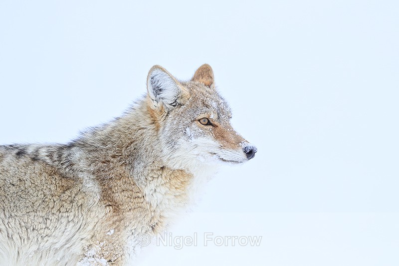 Coyote, snow background, Hayden Valley, Yellowstone National Park - Coyote