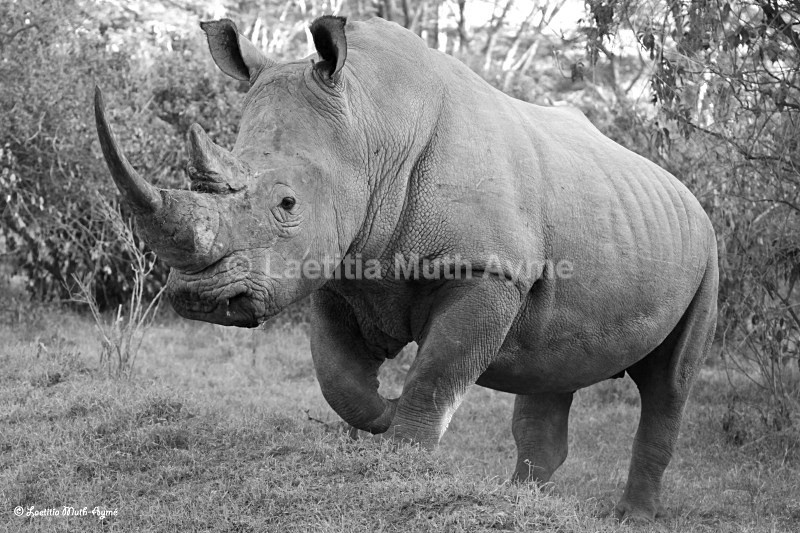 IMG_0835 Nakuru - Various Artists