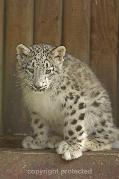 Snow Leopard Cub - Hara - Snow Leopards