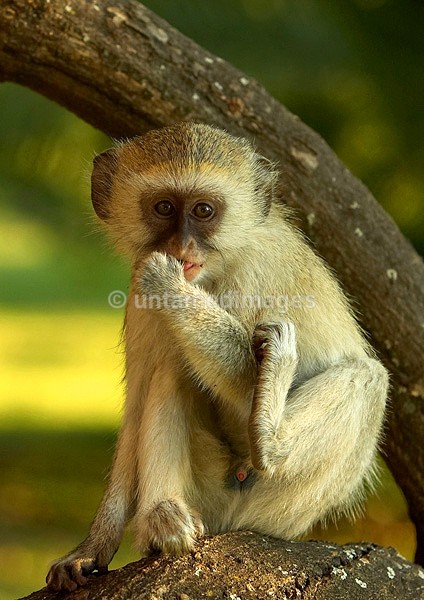 Vervet Monkey - Botswana