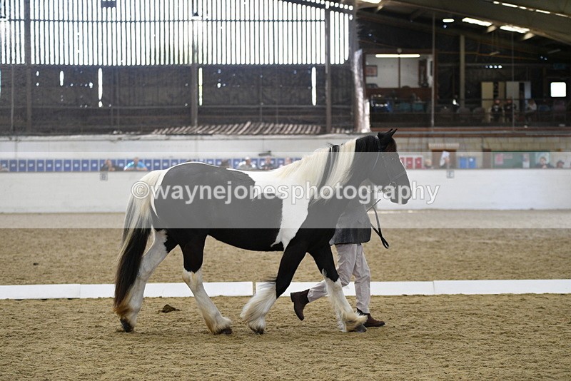 WJ5_4993 - Class 7 In hand coloured / odd coloured