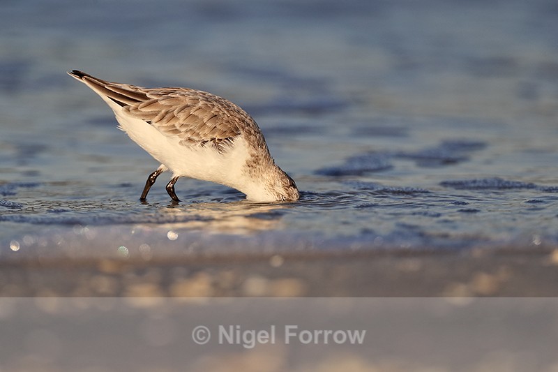 Sanderling looking for food in the sea, Fort De Soto, Florida - Sanderling
