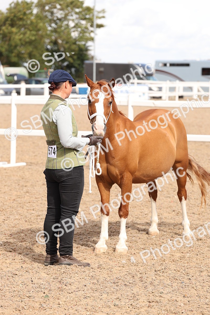 SBM_13977 - Class 205 - IH Show Pony - Show Hunter Pony