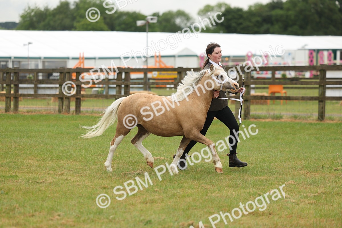 SBM_01397 - Class 50-57 - M&M Welsh Pony In Hand