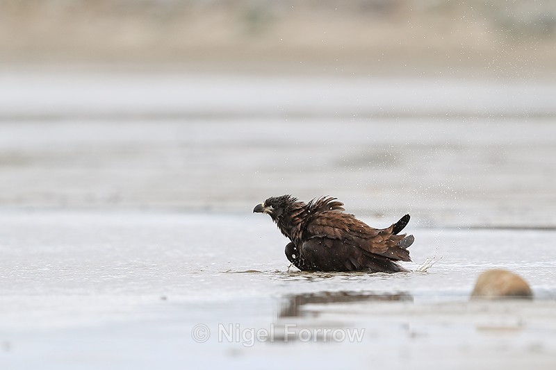 Striated Caracara bathing, Sea Lion Island, Falklands - Striated Caracara