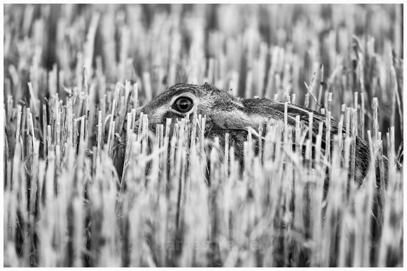 Hunkered Down - Nature in Black & White