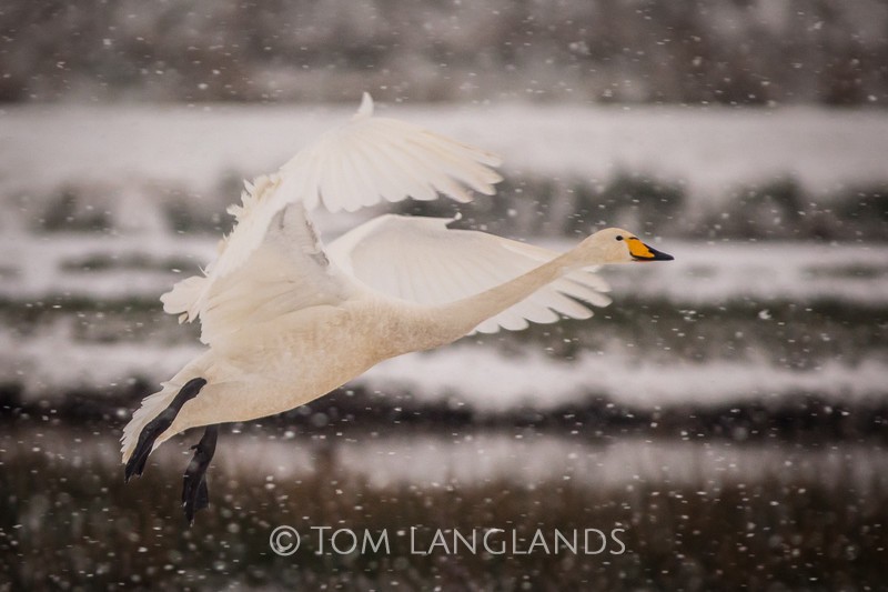 Whooper Swan - Swans and Geese