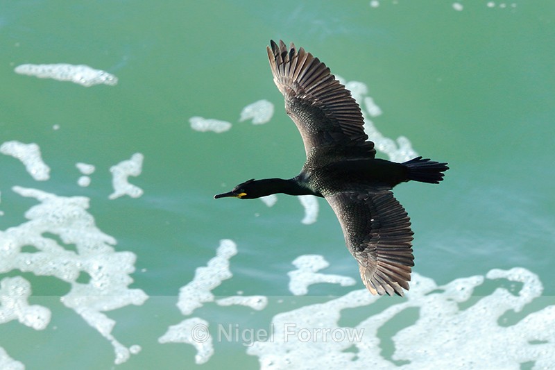 Shag in flight low over the sea at Durlston - Shag