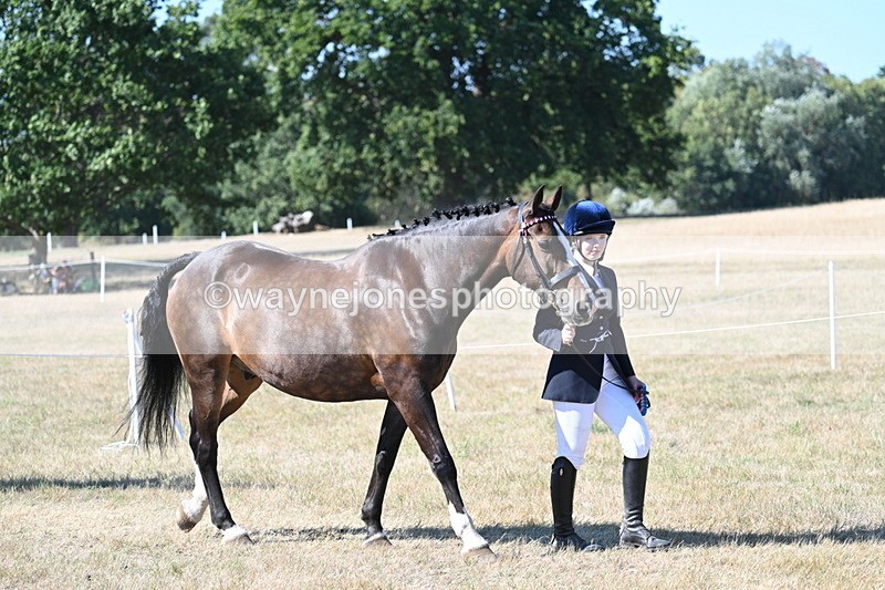 WJ7_1710 - Class 42 Most Handsome Gelding