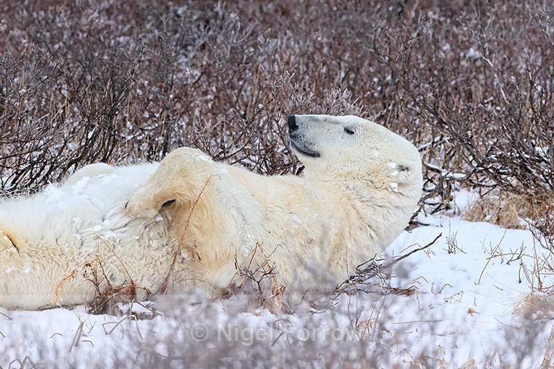 Polar Bear resting on back in willow, Churchill, Canada - Polar Bear