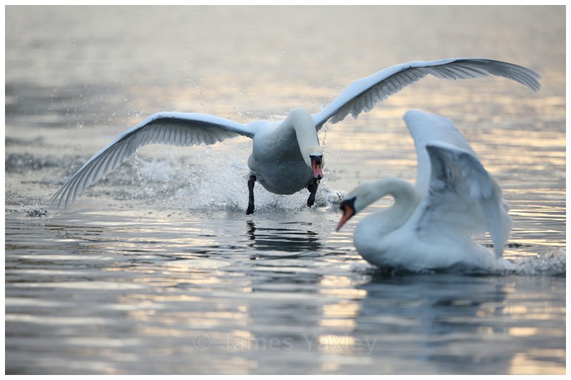 Mute Swan Charging - Latest Work