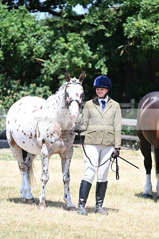 WJ7_2412 - Class 5a Most Handsome Gelding in hand (above 14.2hh)