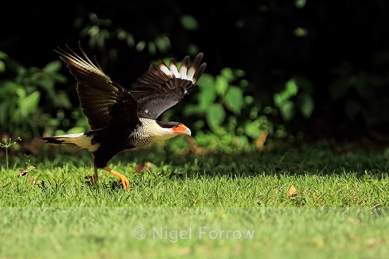 Crested Caracara running at takeoff, Osa Peninsula, Costa Rica - Crested Caracara