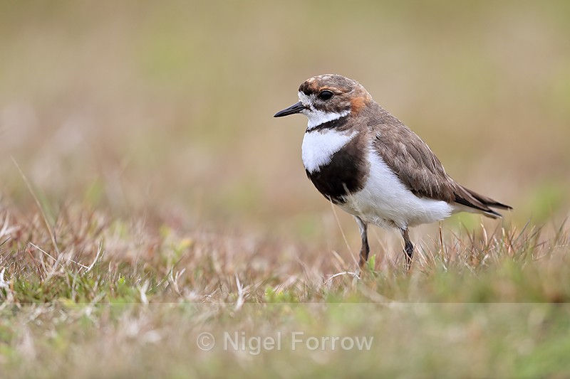 Two-banded Plover, Carcass Island, Falklands - Two-banded Plover