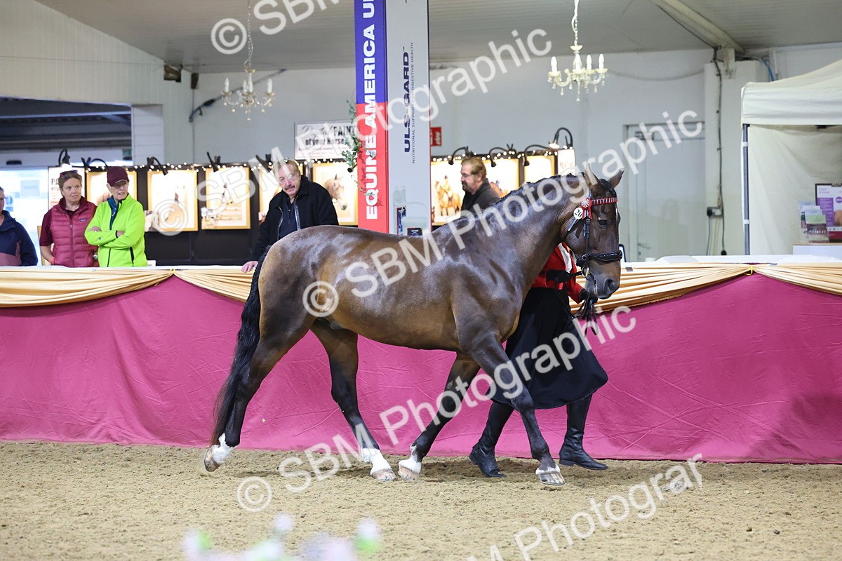 SBM_19090 - Class H Foreign Breeds Champ