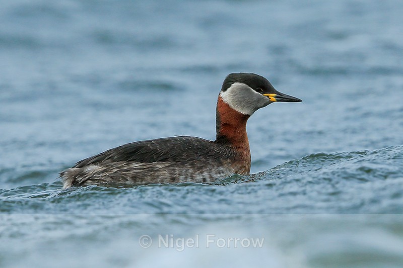Red-necked Grebe, Farmoor Reservoir - Red-necked Grebe
