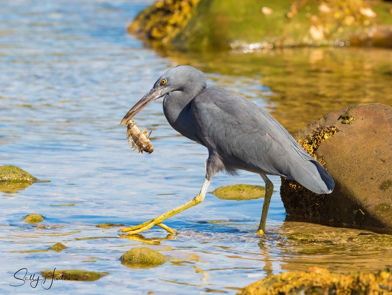Heron with Fish 3