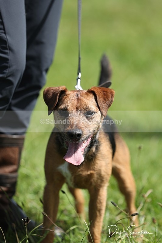 SPXX0547 - Dog show